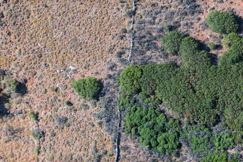 Restauração de vegetação nativa avança para 3,4 milhões de hectares no Brasil 3 Recuperação da vegetação nativa