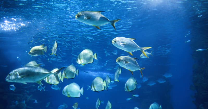 Aquecimento da água intensifica a toxicidade dos microplásticos, apontam pesquisadores brasileiros 3 Toxidade dos microplasticos