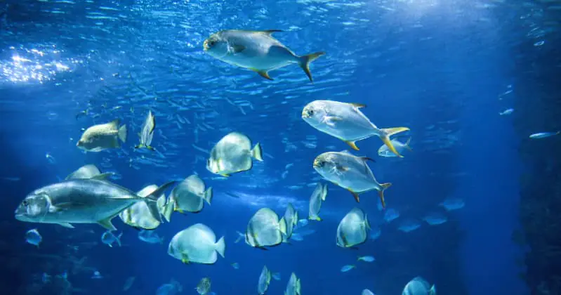 Toxidade dos microplasticos