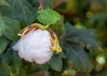 Vazio sanitário do algodão em Goiás segue até janeiro de 2026