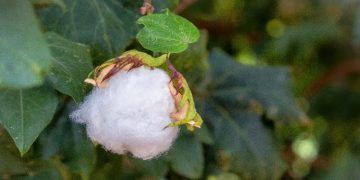 Vazio sanitário do algodão em Goiás segue até janeiro de 2026