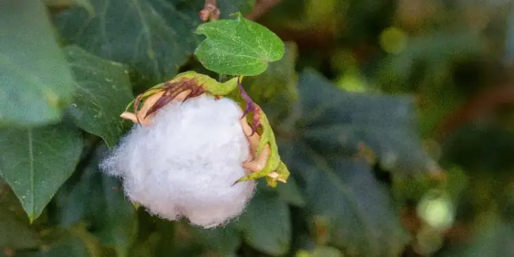 Vazio sanitário do algodão em Goiás segue até janeiro de 2026 1 Vazio sanitário do algodão em Goiás segue até janeiro de 2026