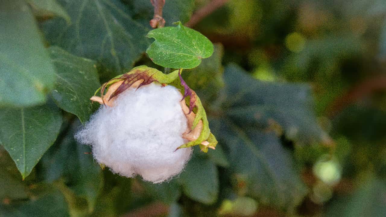 Vazio sanitário do algodão em Goiás segue até janeiro de 2026