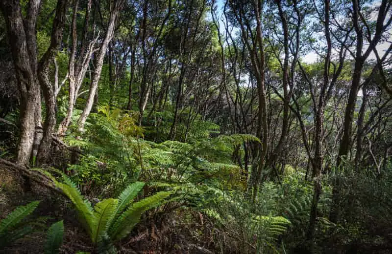 Restauração de vegetação nativa avança para 3,4 milhões de hectares no Brasil 2 Vegetação nativa