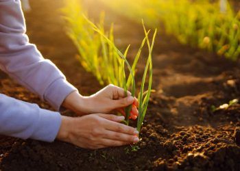 Agro impulsiona a economia brasileira e encerra o terceiro trimestre com alta de 11,6% 6 Agro impulsiona a economia brasileira e encerra o terceiro trimestre com alta de 11,6%