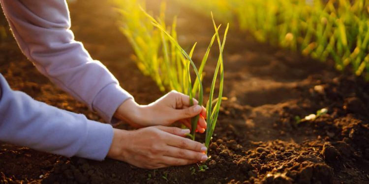 Agro impulsiona a economia brasileira e encerra o terceiro trimestre com alta de 11,6%