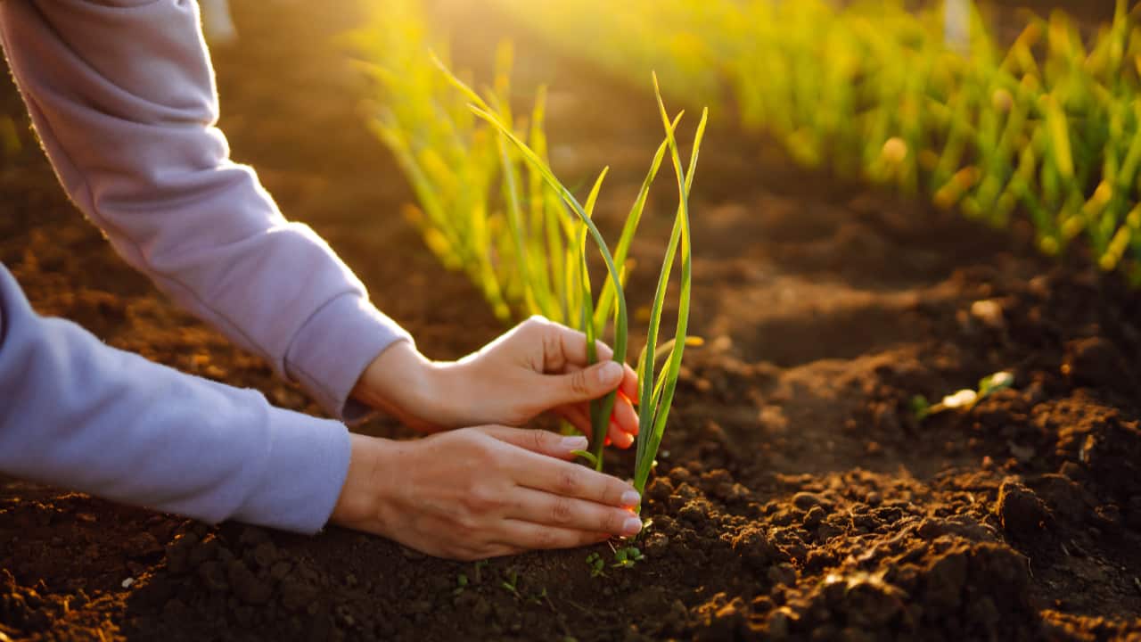 Agro impulsiona a economia brasileira e encerra o terceiro trimestre com alta de 11,6%