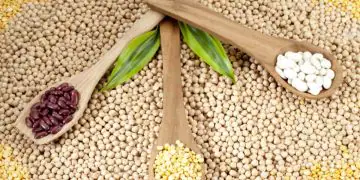 Agronegócio de MS cresce 18% e fecha 2025 com safra recorde de 28 milhões de toneladas