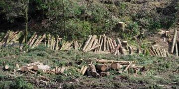 Amazonas registra aumento da extração irregular de madeira entre 2023 e 2024