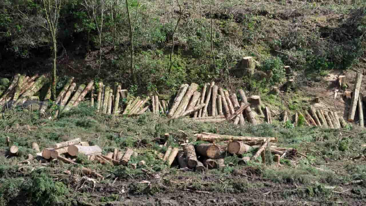 Amazonas registra aumento da extração irregular de madeira entre 2023 e 2024