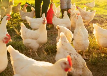 Atenção sanitária nas granjas é reforçada no período de festas e viagens