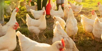 Atenção sanitária nas granjas é reforçada no período de festas e viagens