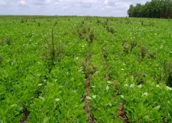 Bactéria da Caatinga abre caminho para bioherbicida eficaz contra a buva
