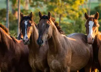 Brasil amplia debate sobre o papel da equideocultura na economia e no comércio exterior