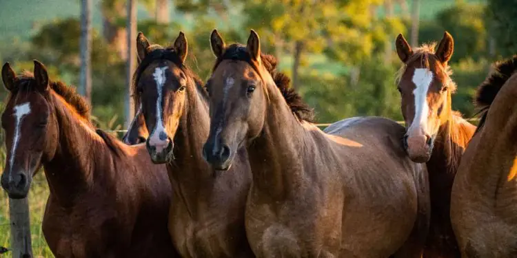 Brasil amplia debate sobre o papel da equideocultura na economia e no comércio exterior 1 Brasil amplia debate sobre o papel da equideocultura na economia e no comércio exterior