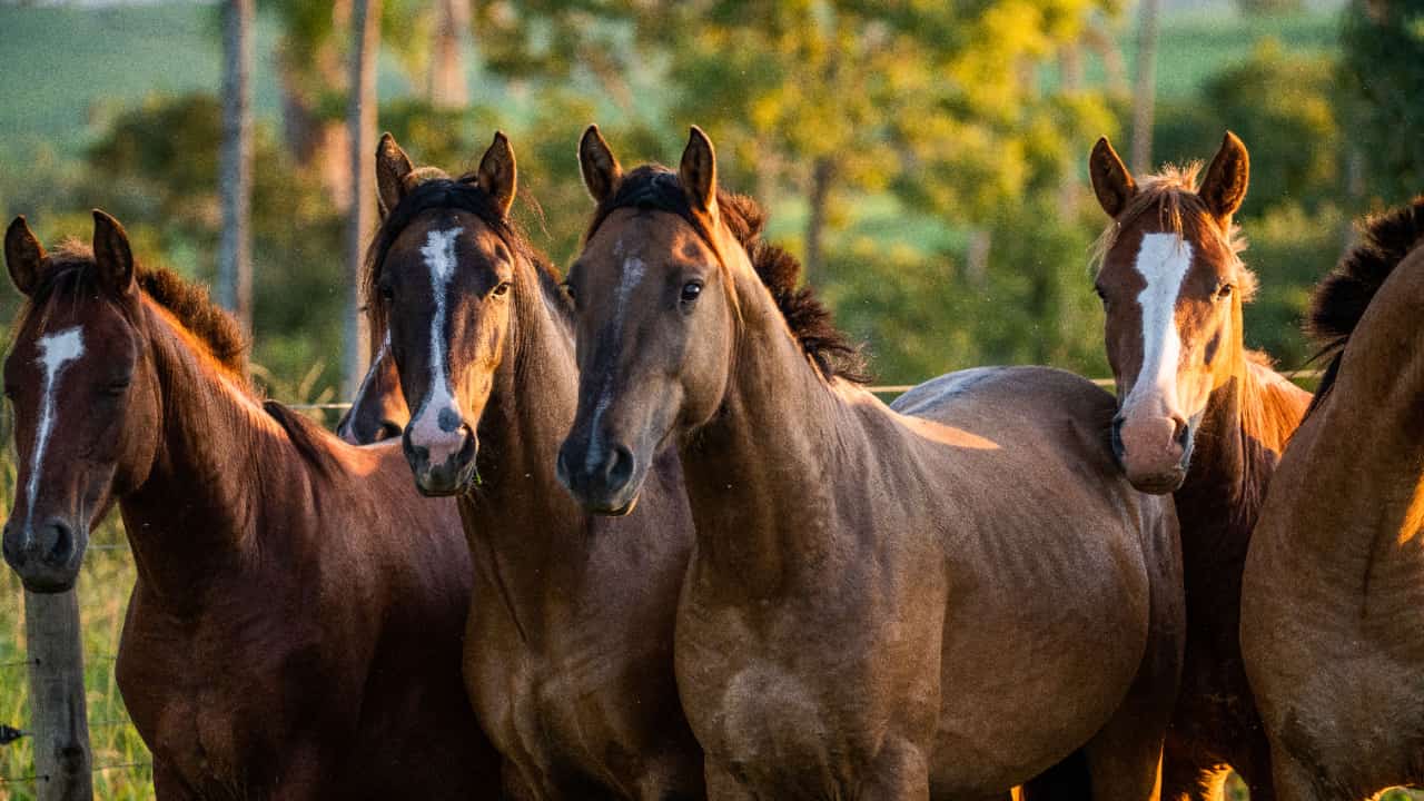 Brasil amplia debate sobre o papel da equideocultura na economia e no comércio exterior