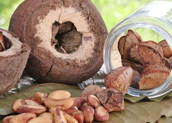 Castanha-do-brasil ganha espaço como nova fonte de proteína vegetal no país