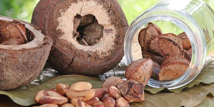 Castanha-do-brasil ganha espaço como nova fonte de proteína vegetal no país 1 Castanha-do-brasil ganha espaço como nova fonte de proteína vegetal no país