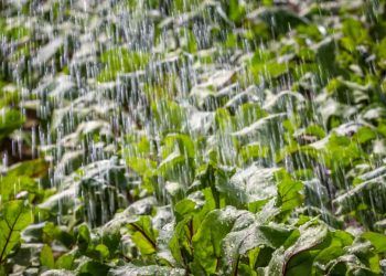 Chuvas da primeira quinzena de dezembro favorecem lavouras no país, aponta Inmet
