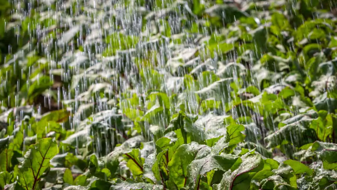 Chuvas da primeira quinzena de dezembro favorecem lavouras no país, aponta Inmet