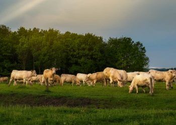 Declaração de rebanho deve ser feita até 31 de dezembro em Goiás