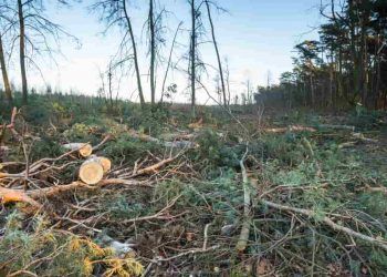 Derrubada de vetos abre caminho para mudanças no licenciamento ambiental; entenda