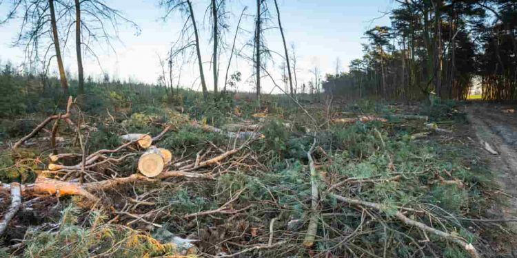Derrubada de vetos abre caminho para mudanças no licenciamento ambiental; entenda
