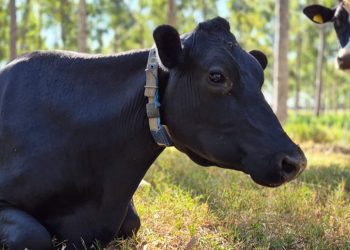 Embrapa propõe práticas para ampliar o sequestro de carbono na produção de leite