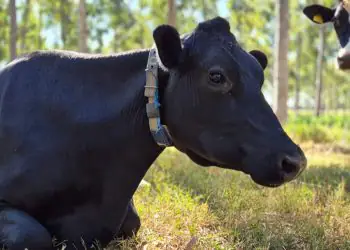 Embrapa propõe práticas para ampliar o sequestro de carbono na produção de leite 9 Embrapa propõe práticas para ampliar o sequestro de carbono na produção de leite