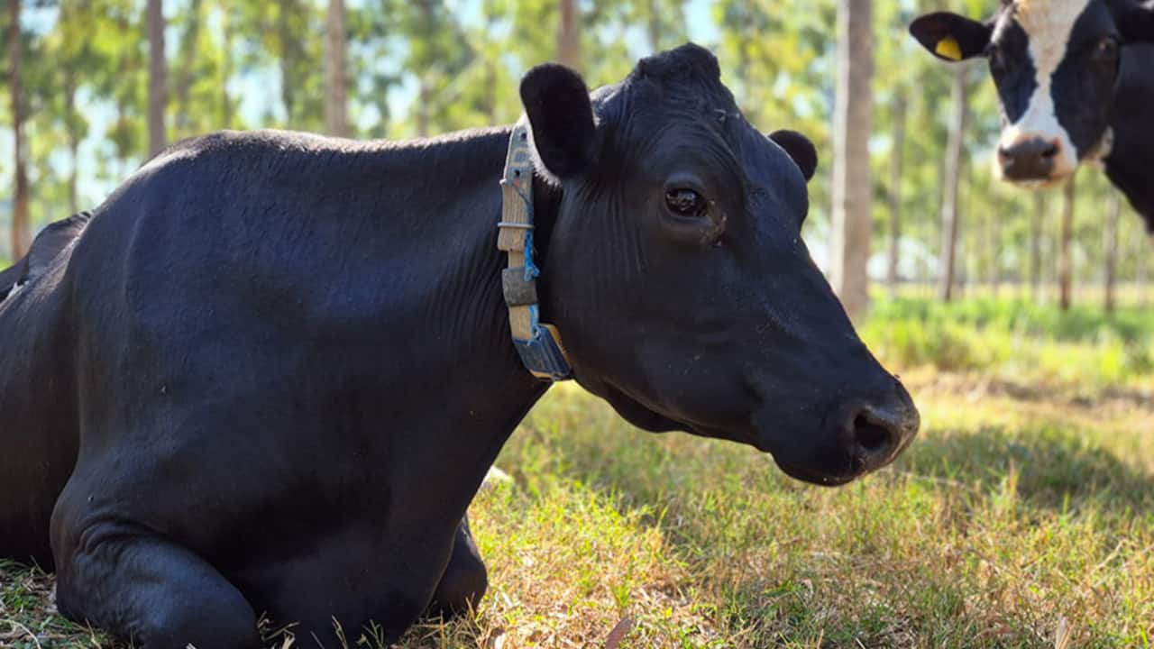 Embrapa propõe práticas para ampliar o sequestro de carbono na produção de leite