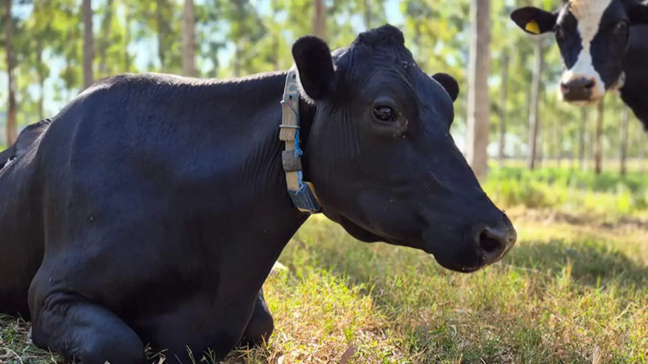 Embrapa propõe práticas para ampliar o sequestro de carbono na produção de leite
