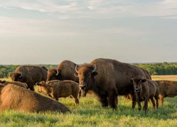Estudo abate redução de búfalos invasores em unidades de conservação de Rondônia