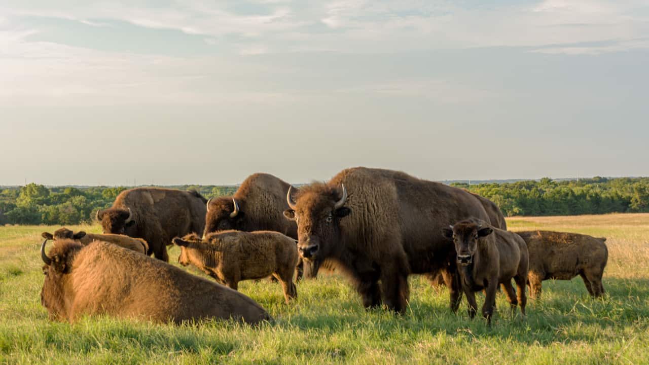 Estudo abate redução de búfalos invasores em unidades de conservação de Rondônia