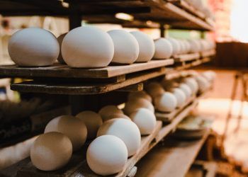 Exportações brasileiras de ovos avançam em novembro e batem recorde no ano 8 Exportações brasileiras de ovos avançam em novembro e batem recorde no ano