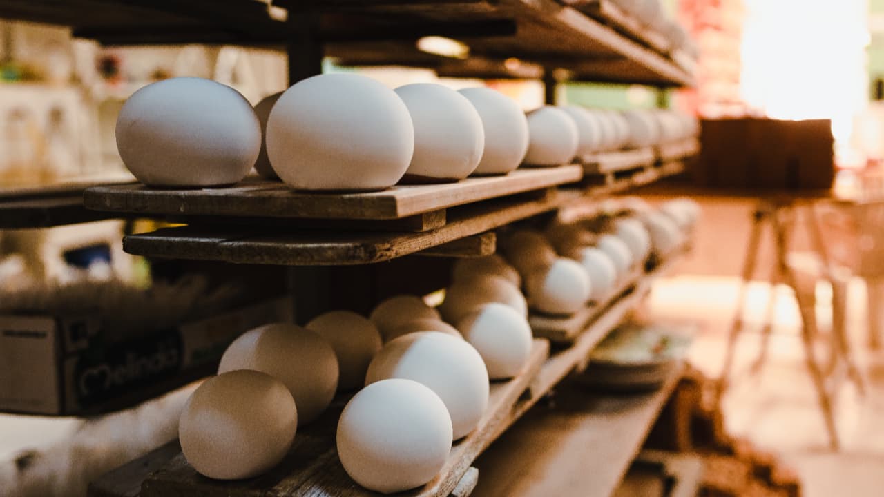 Exportações brasileiras de ovos avançam em novembro e batem recorde no ano