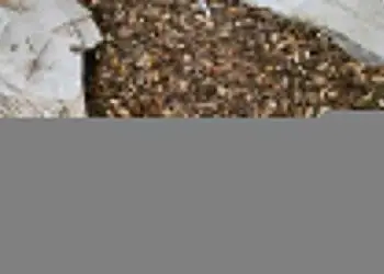 Fiscalizações apreendem mais de 21 toneladas de café irregular em compras públicas no Paraná