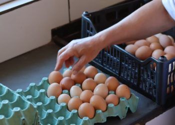 Goiás publica novo edital para melhoria de agroindústrias de pequeno porte 7 Goiás publica novo edital para melhoria de agroindústrias de pequeno porte