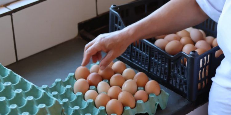 Goiás publica novo edital para melhoria de agroindústrias de pequeno porte 1 Goiás publica novo edital para melhoria de agroindústrias de pequeno porte