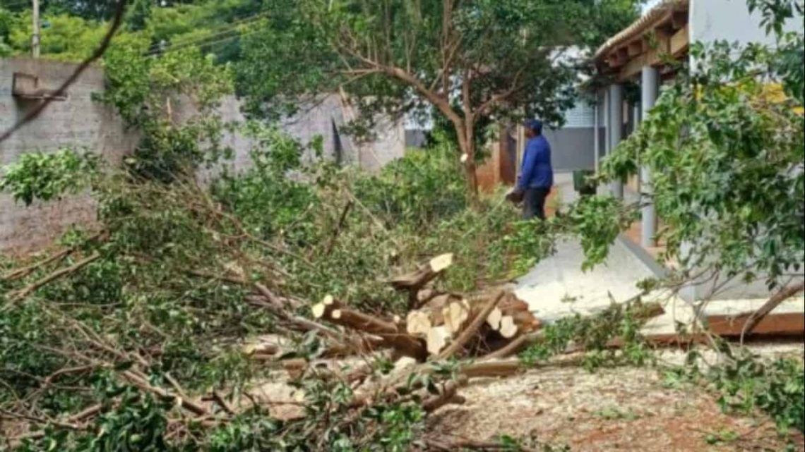 Goias registra deteccao de psilideos contaminados pelo greening