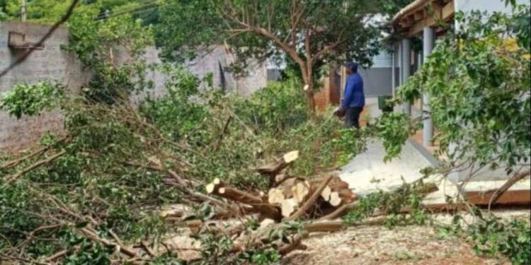 Goiás registra detecção de psilídeos contaminados pelo greening 1 Goiás registra detecção de psilídeos contaminados pelo greening