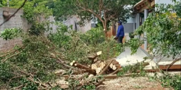 Goiás registra detecção de psilídeos contaminados pelo greening 1 Goiás registra detecção de psilídeos contaminados pelo greening