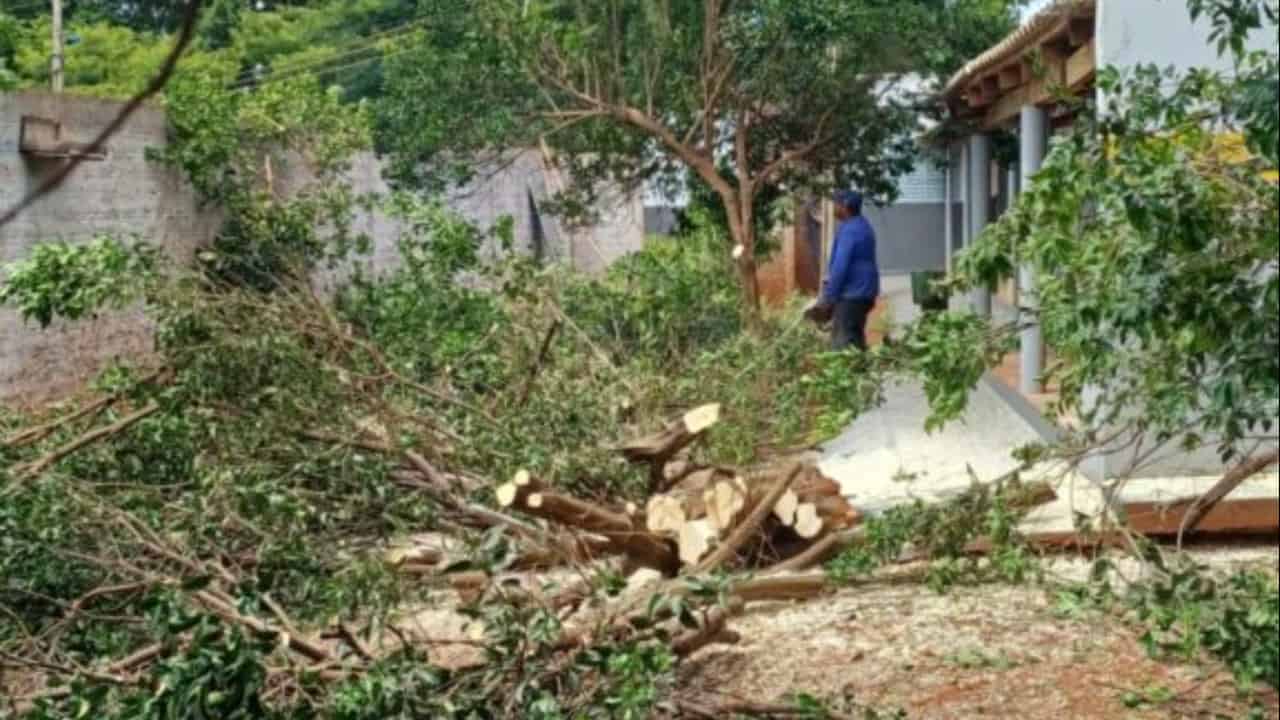 Goiás registra detecção de psilídeos contaminados pelo greening