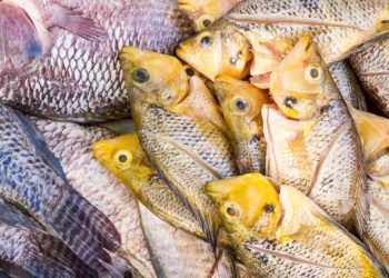 Governo suspende lista de espécies exóticas após pressão do agro