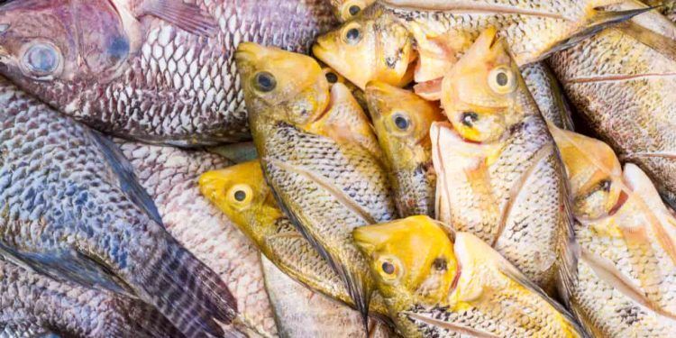 Governo suspende lista de espécies exóticas após pressão do agro