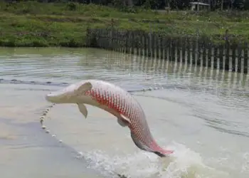 Inteligência artificial impulsiona novo avanço no monitoramento do pirarucu 8 Inteligência artificial impulsiona novo avanço no monitoramento do pirarucu
