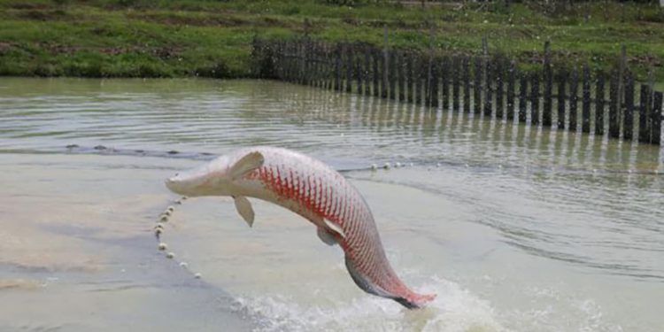 Inteligência artificial impulsiona novo avanço no monitoramento do pirarucu