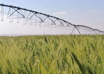 Irrigação estratégica do trigo reduz emissões e mantém alta produtividade, aponta estudo