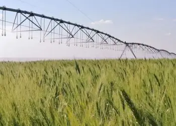 Irrigação estratégica do trigo reduz emissões e mantém alta produtividade, aponta estudo