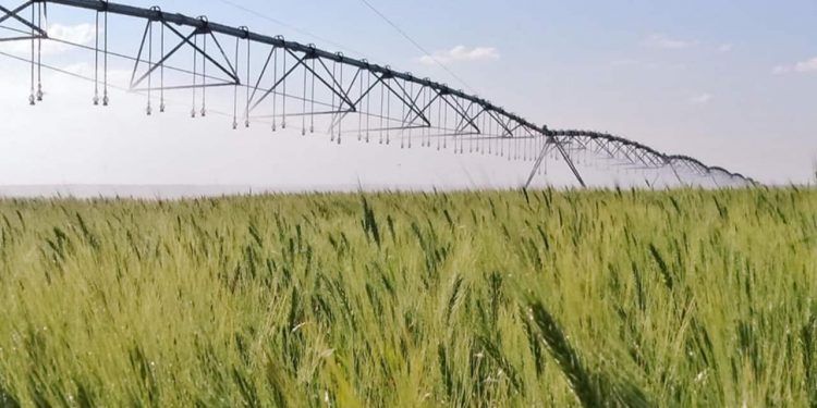 Irrigação estratégica do trigo reduz emissões e mantém alta produtividade, aponta estudo 1 Irrigação estratégica do trigo reduz emissões e mantém alta produtividade, aponta estudo