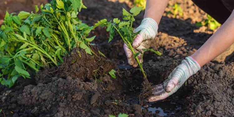 Janeiro favorece o plantio de hortaliças em diferentes regiões do Brasil 1 Janeiro favorece o plantio de hortaliças em diferentes regiões do Brasil